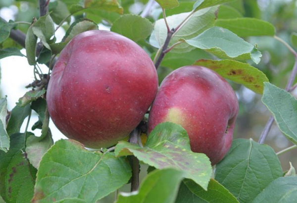 7 самых сладких сортов яблок, которые можно вырастить в саду